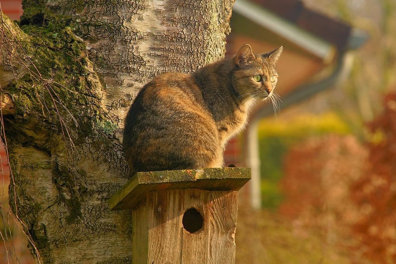 Enchanted Birdhouse