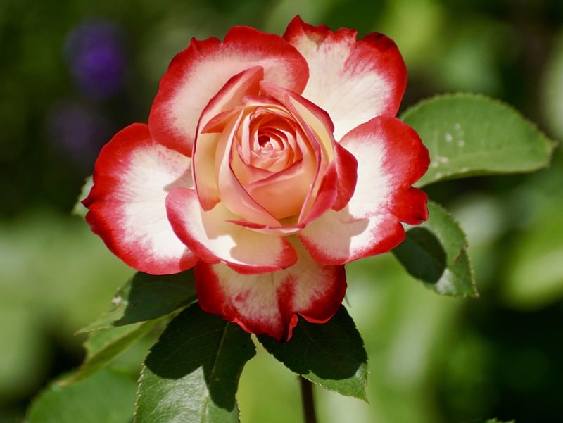 Blue Rose