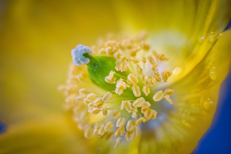 Moonflower